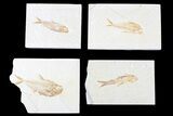 Lot: Green River Fossil Fish - Pieces #84129-2